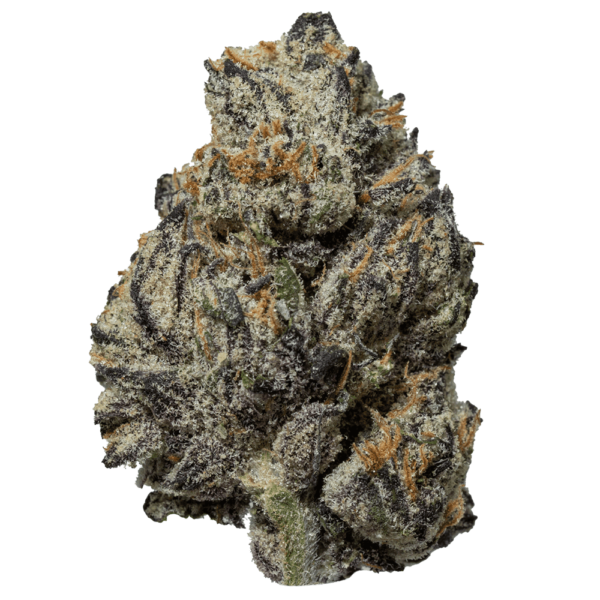 Black Truffle
