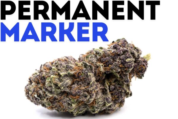 Permanent Marker[1&2] OZ